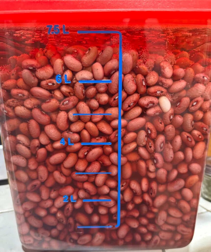 soaked beans in an 8 liter rubbermaid container