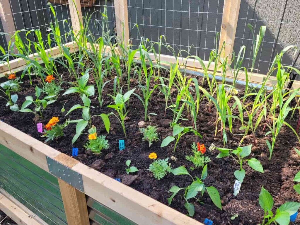 cedar and wood raised garden bed with corn, peppers, and marigolds planted in it