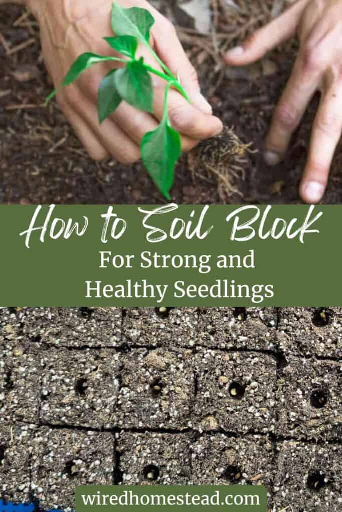 Pinterest Pin that says How to Soil Block for strong and healthy seedlings. The picture at the top is of two hands planting a small pepper plant and the picture at the bottom is of a seed tray of soil blocks