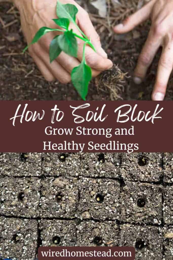 Pinterest Pin that says How to Soil Block grow strong and healthy seedlings. The picture at the top is of two hands planting a small pepper plant and the picture at the bottom is of a seed tray of soil blocks