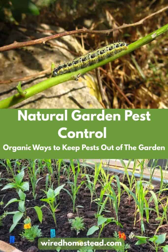 Pinterest Pin: says Natural Garden Pest Control Organic ways to keep pests out of the garden. The top picture is of a green and black caterpillar on a green branch.  THe bottom picture is of a garden bed planted with corn, peppers, and marigolds.