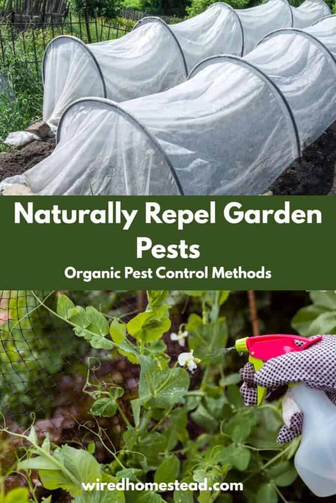 Pinterest Pin: says naturally repel garden pests organic pest control methods. The top picture is of a 2 garden rows with mesh netting tented over them.  The bottom picture is of a gloved hand spraying water from a water bottle onto pea plants.