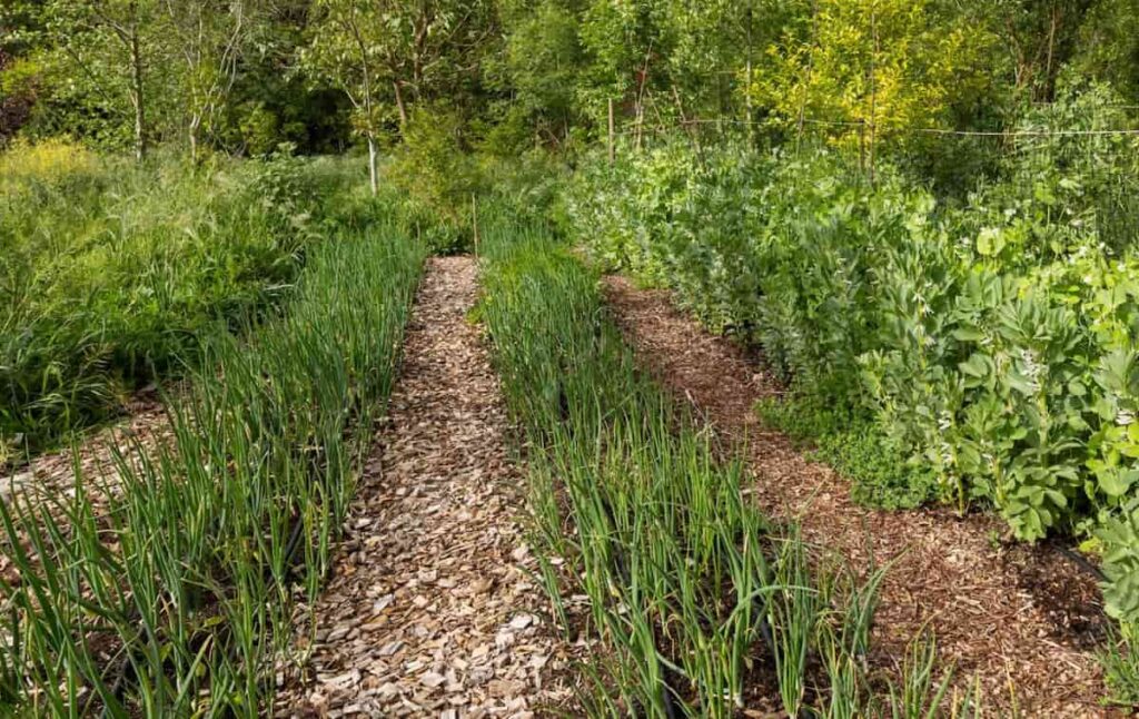rows of onions and other plants mulched with wood chips