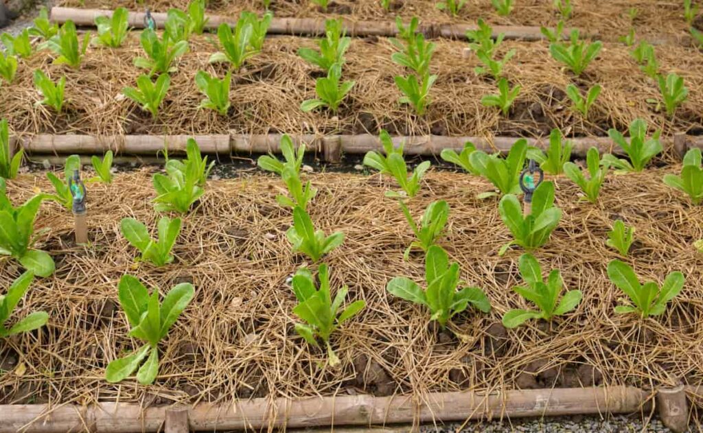 beds of lettuce starts mulched with straw