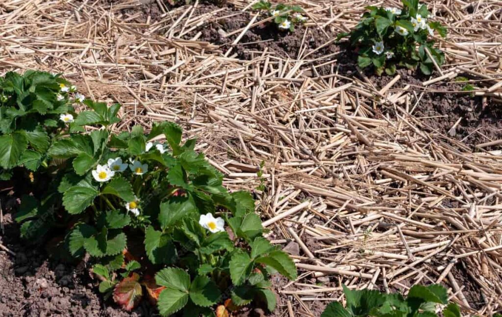 Rows of strawberries mulched with straw