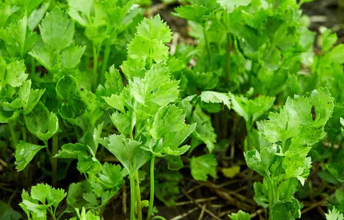 juvenile celery plants growing in a garden