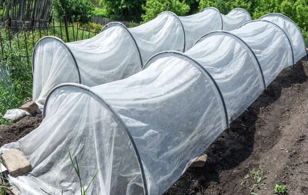 2 garden rows, both covered with white netting as row covers