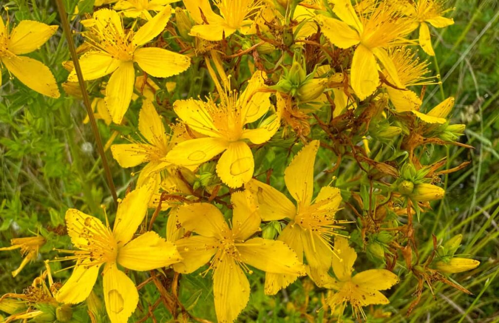 St. John's Wort plant in full bloom with about a third of the flowers having died off