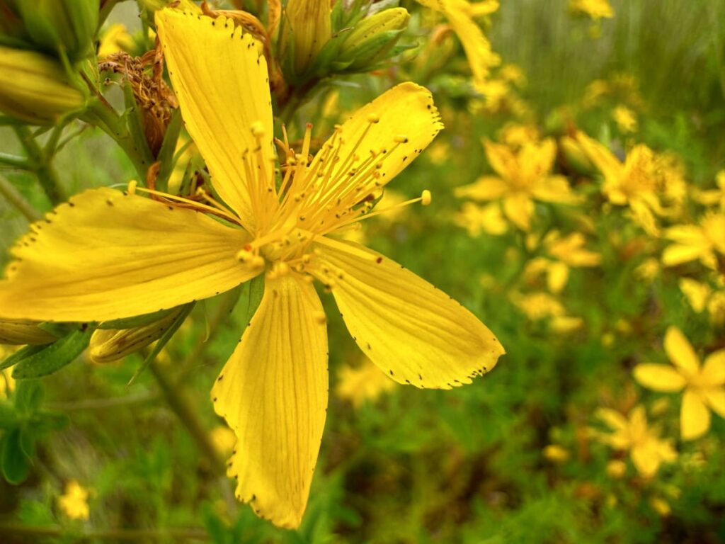 close up of a St. John's wort flower
