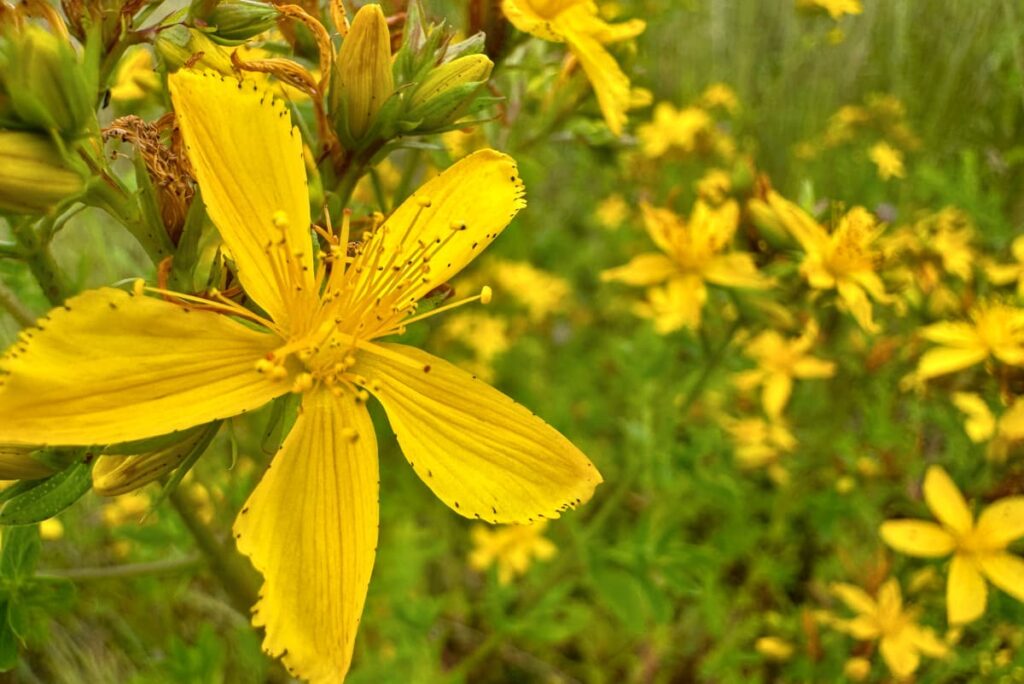close up of a St. John's wort flower