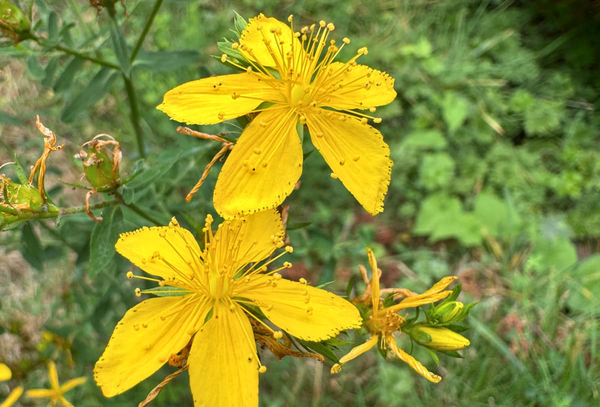close up of 2 St. John's wort flowers