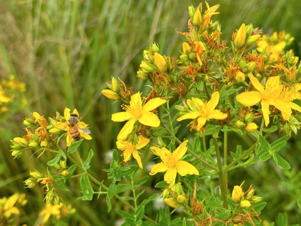 St. John's wort plant in bloom, about half the flowers have died and the plant has dozens more flower buds. There is a bee on one of the open flowers.