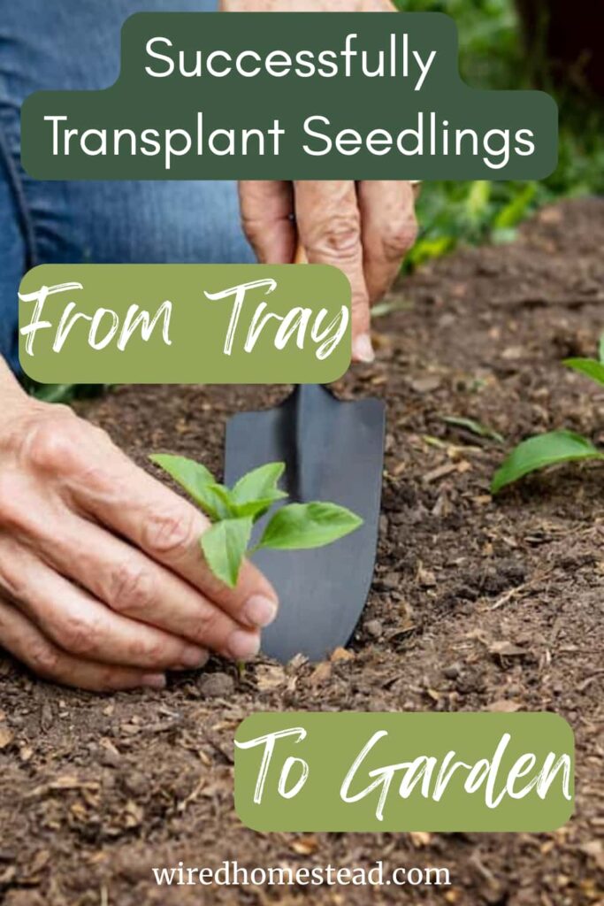 pinterest pin: photo of a person transplanting seedlings into a garden. It says: successfully transplant seedlings from tray to garden