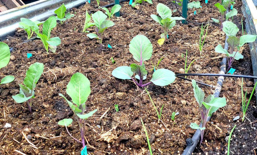 raised bed of brassica seedlings