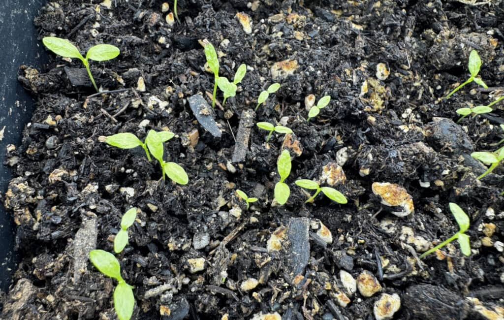 group of celery seedlings in soil that have just sprouted