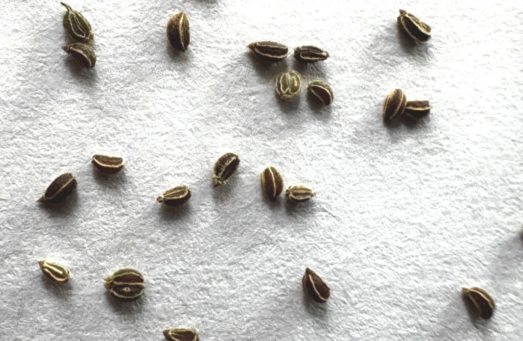 close up of celery seeds on a white background