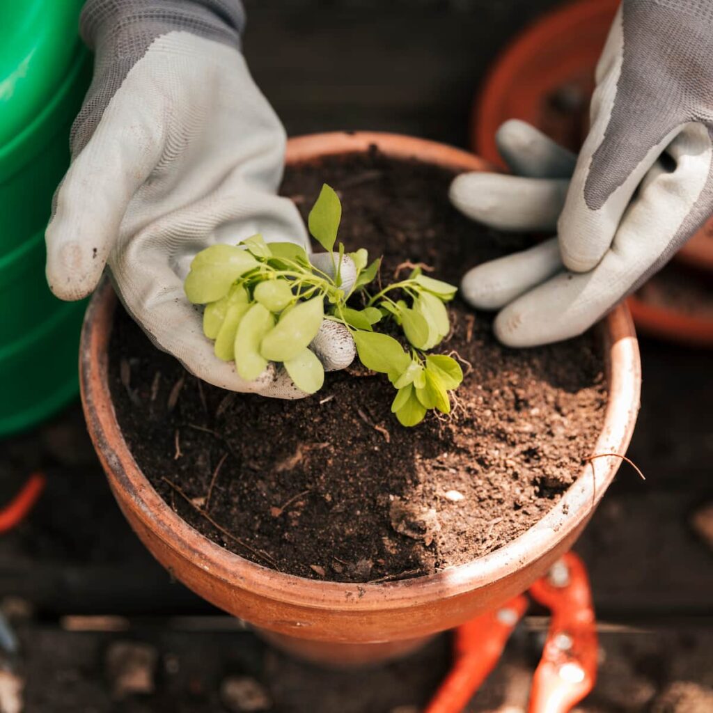 small plant in a terra cotta pot with gloved hands holding the plant leaves