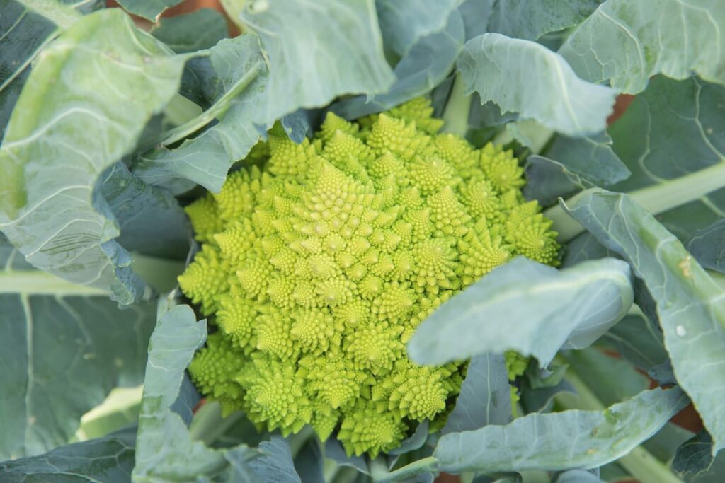 close up of a romanesco cabbage plant