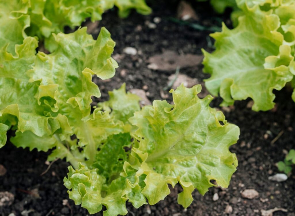 small buttercrunch lettuce plants growing in the ground