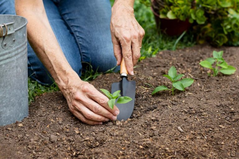person kneeling in the dirt with a trowel planting the third seedling in a row. There's a gray bucket next to the person.