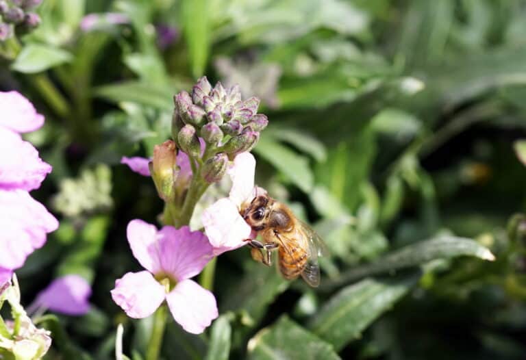 close up shot of a bee on purple flower