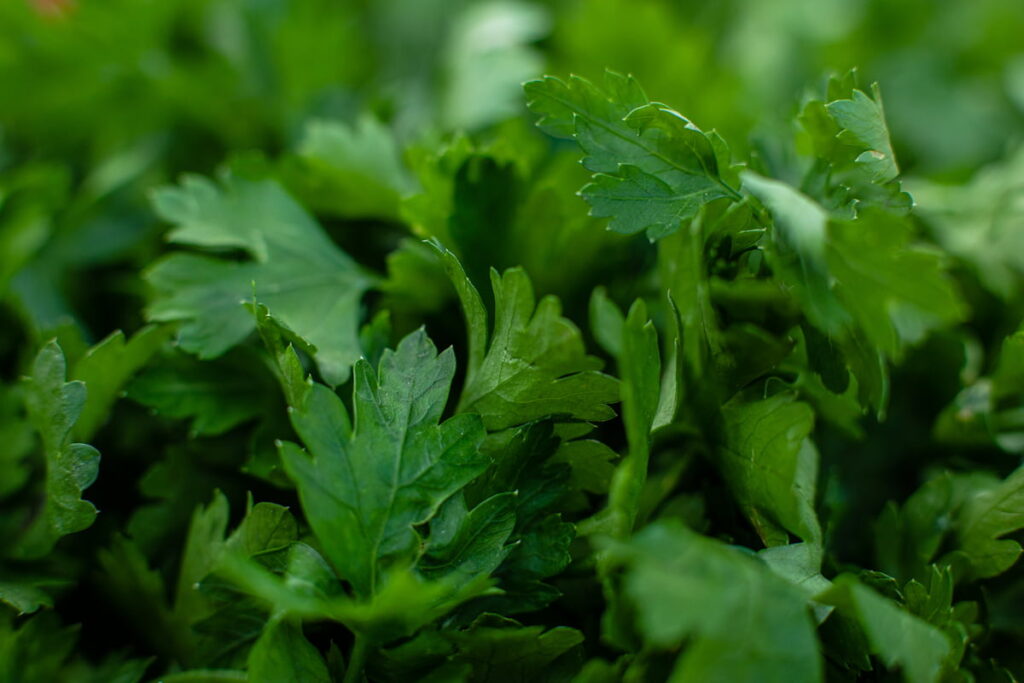 parsley