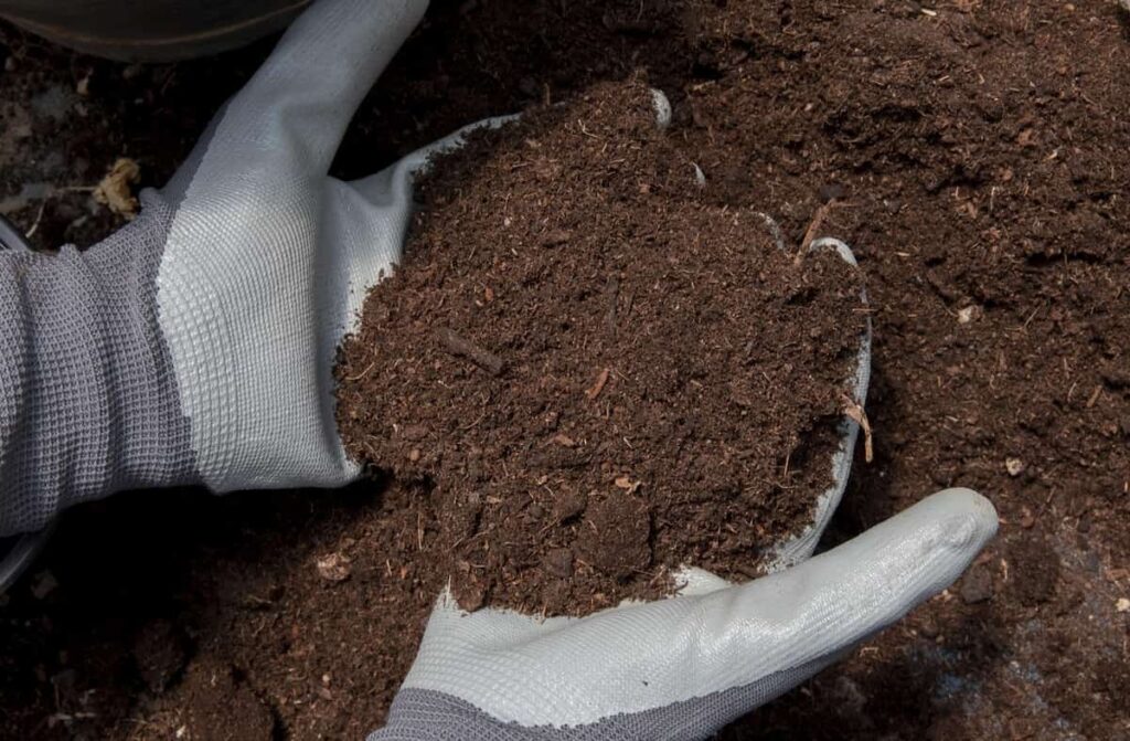open hands with gray garden gloves holding a hand full of compost