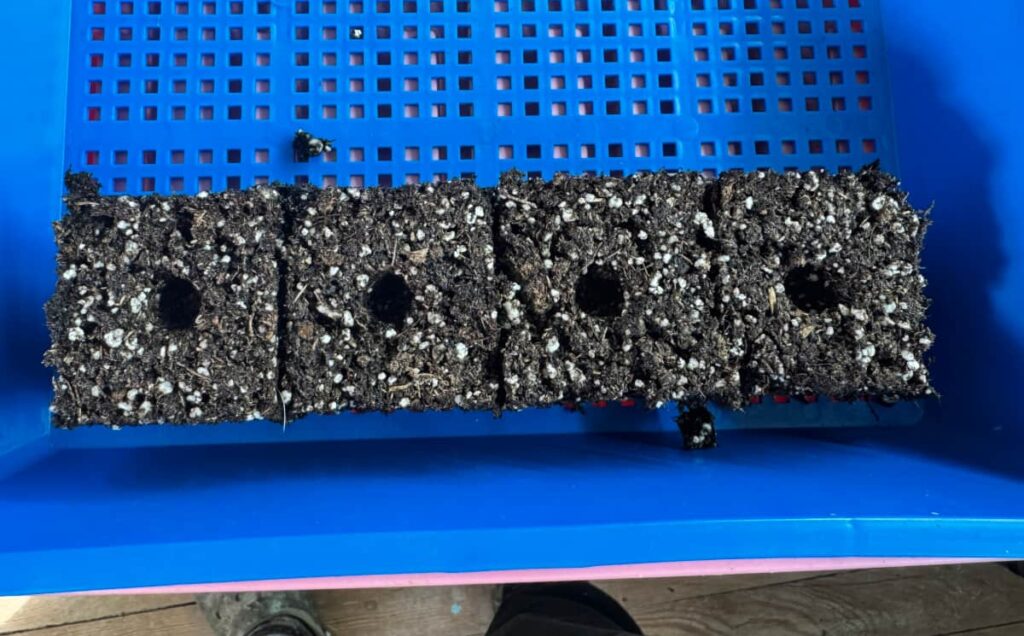 4 soil blocks on a blue microgreen seed starter tray