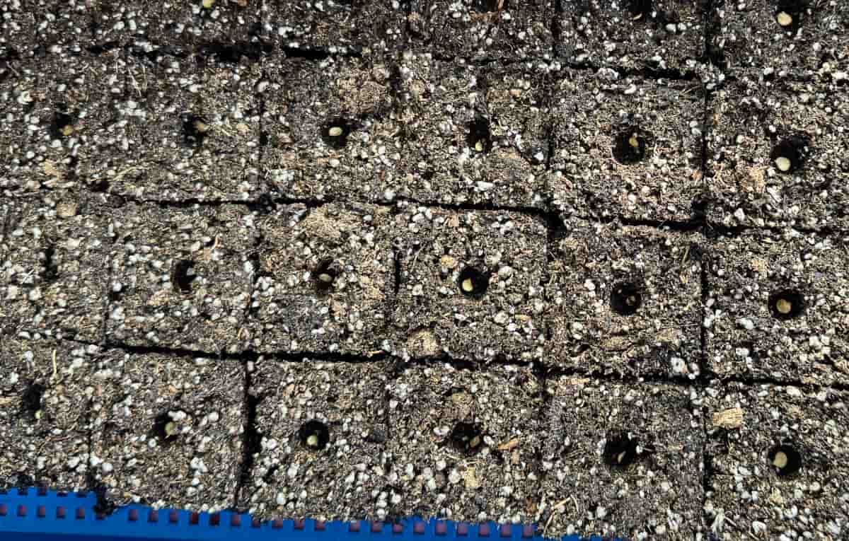 24 soil blocks in a large group on a blue microgreen seed starting tray. Each soil block as a tomato seed in an indention in the middle of the soil block.