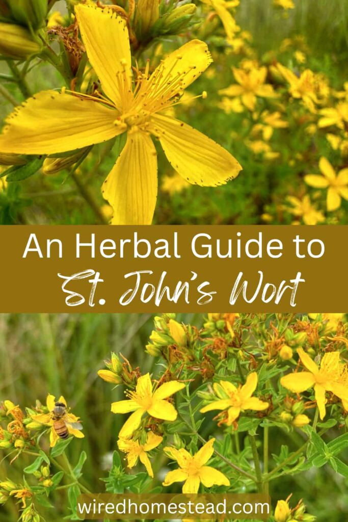 Pinterest Pin that says An Hearbal Guide to St. John's Wort and contains 2 close up pictures of the plant and flowers