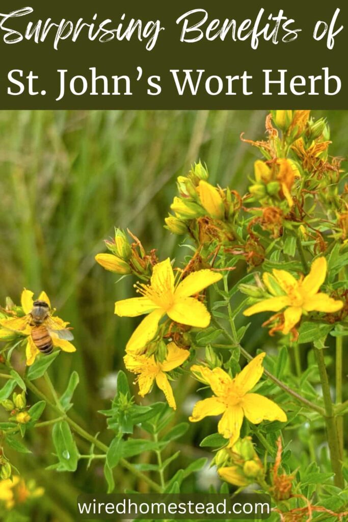 Pinterest Pin that says Surprising Benefits of St. John's Wort and a picture of the plant in bloom.