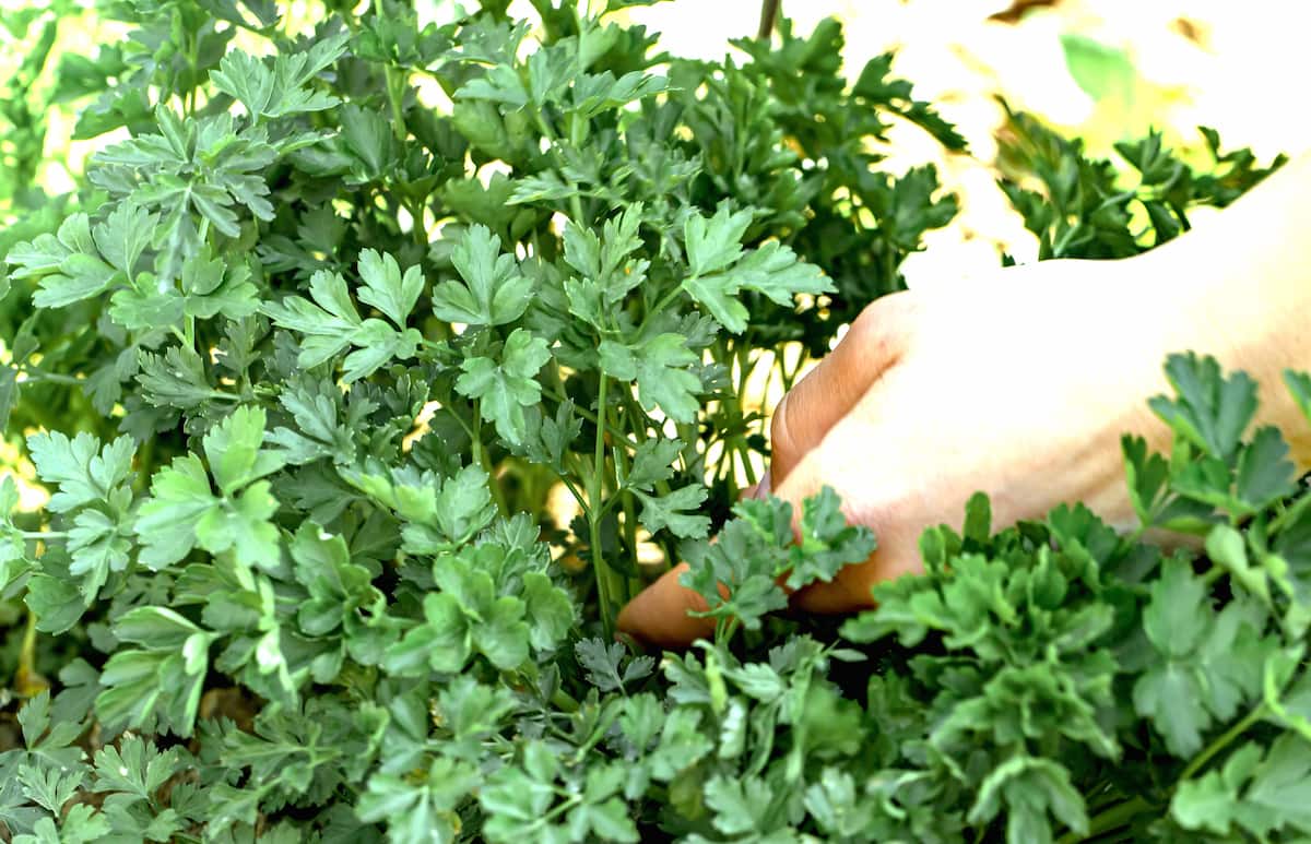 hand reaching into a group of parsley plants