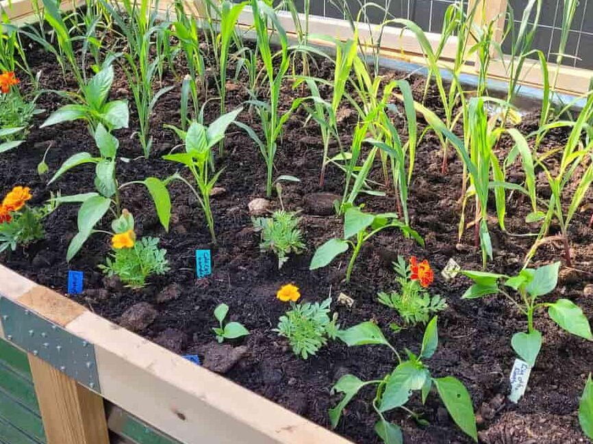 cedar and wood raised garden bed with corn, peppers, and marigolds planted in it