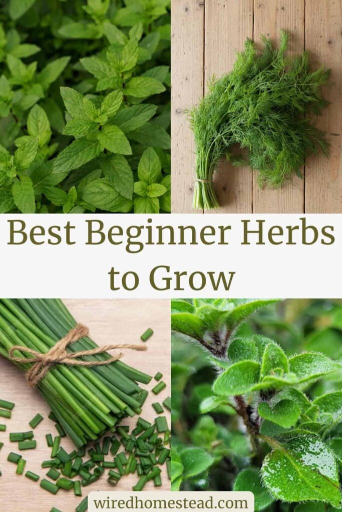 Pinterest Pin: says Best Beginner Herbs to Grow. Top left picture is mint plants, top right picture is a bundle of dill on a wooden table. Bottom left picture is a bundle of chives on a wooden cutting boards that are partially chopped and bottom right picture is oregano plants.
