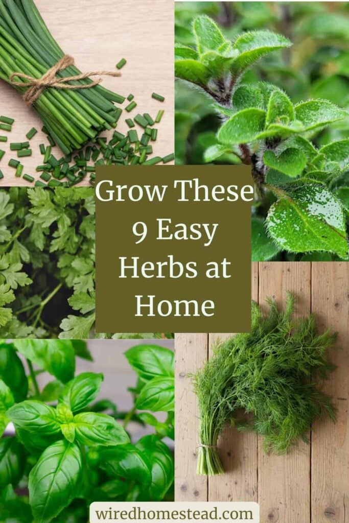 Pinterest Pin: says Grow These 9 Easy Herbs at Home. Picture on the top left is partially chopped chives on a wooden cutting board, picture in the middle left is cilantro plants, and picture on the bottom left is basil plants. Picture on the top right is oregano plants and the picture on the bottom right is a bundle of dill on a wooden table.