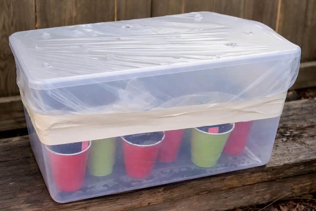 A clear plastic tub filled with red and green Solo cups that have seeds planted in them.  The tub is topped with plastic that's taped around the sides.