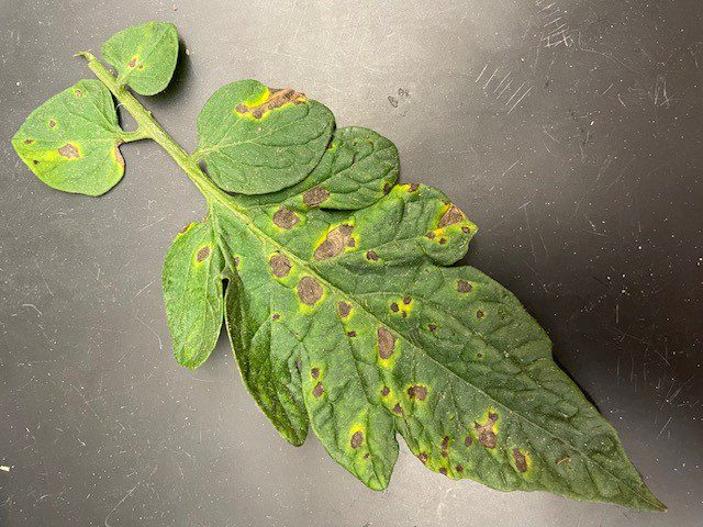 tomato leaf with early blight on a gray background