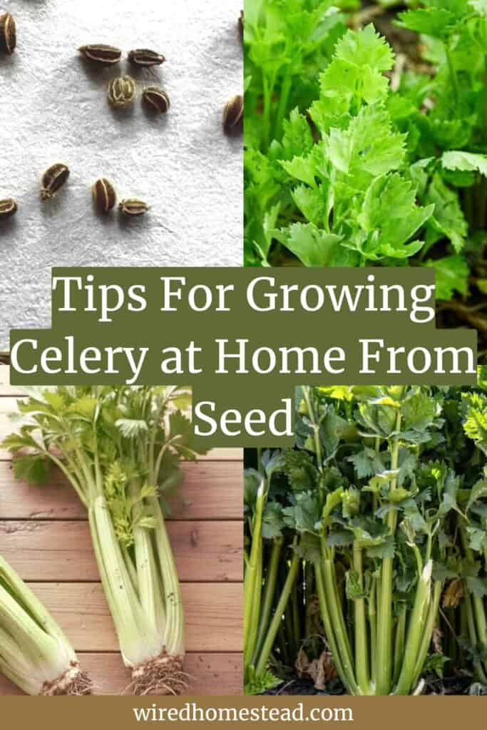 Pinterest Pin: says Tips for growing celery at home from seed.  There's 4 pictures, one of a juvenile celery on the top right, a group of celery plants on the bottom right, celery seeds on the top left, and a harvested celery plant on a wooden table on the bottom left.