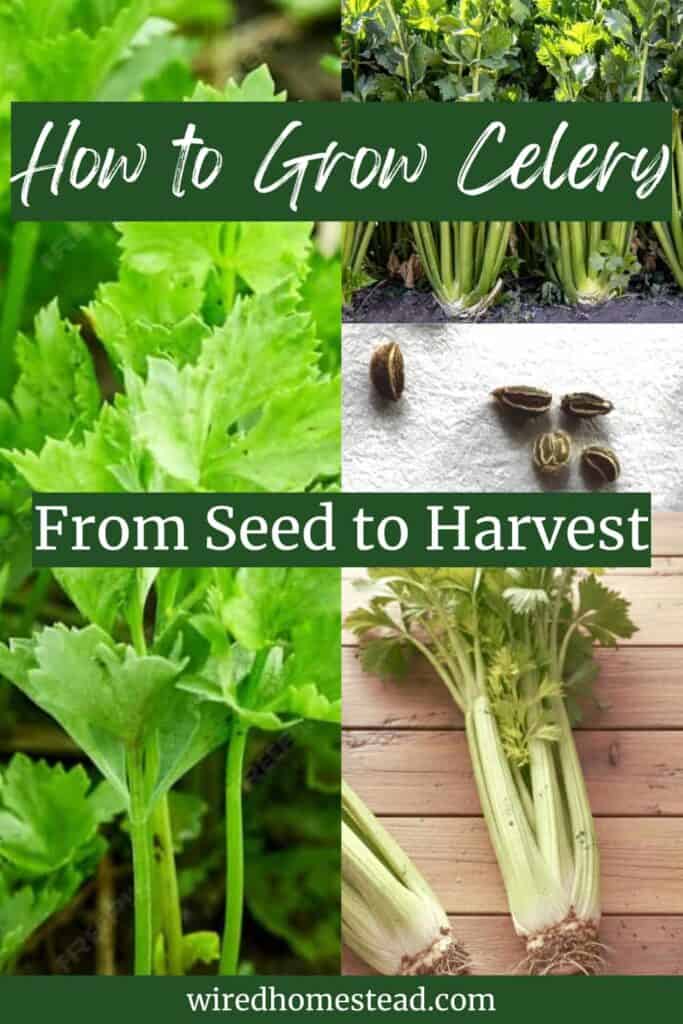 Pinterest Pin: says How to Grow Celery from seed to harvest.  There's 4 pictures, one of a juvenile celery on the left, a group of celery plants on the top right, celery seeds in the middle right, and a harvested celery plant on a wooden table on the bottom right.