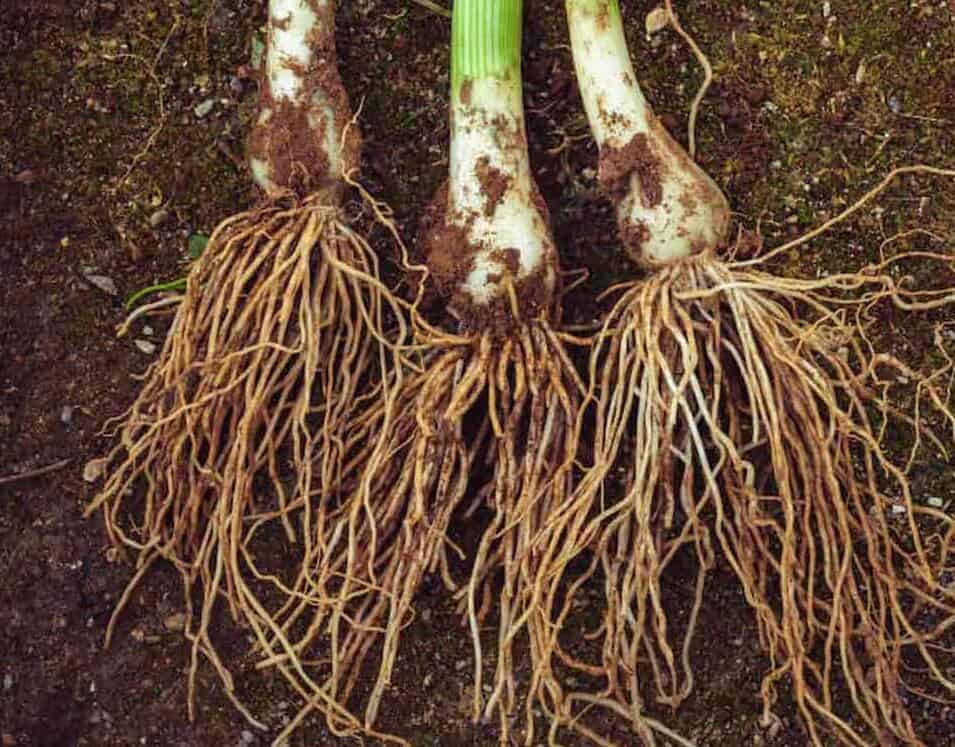 3 green onion plants with their roots laying on dirt