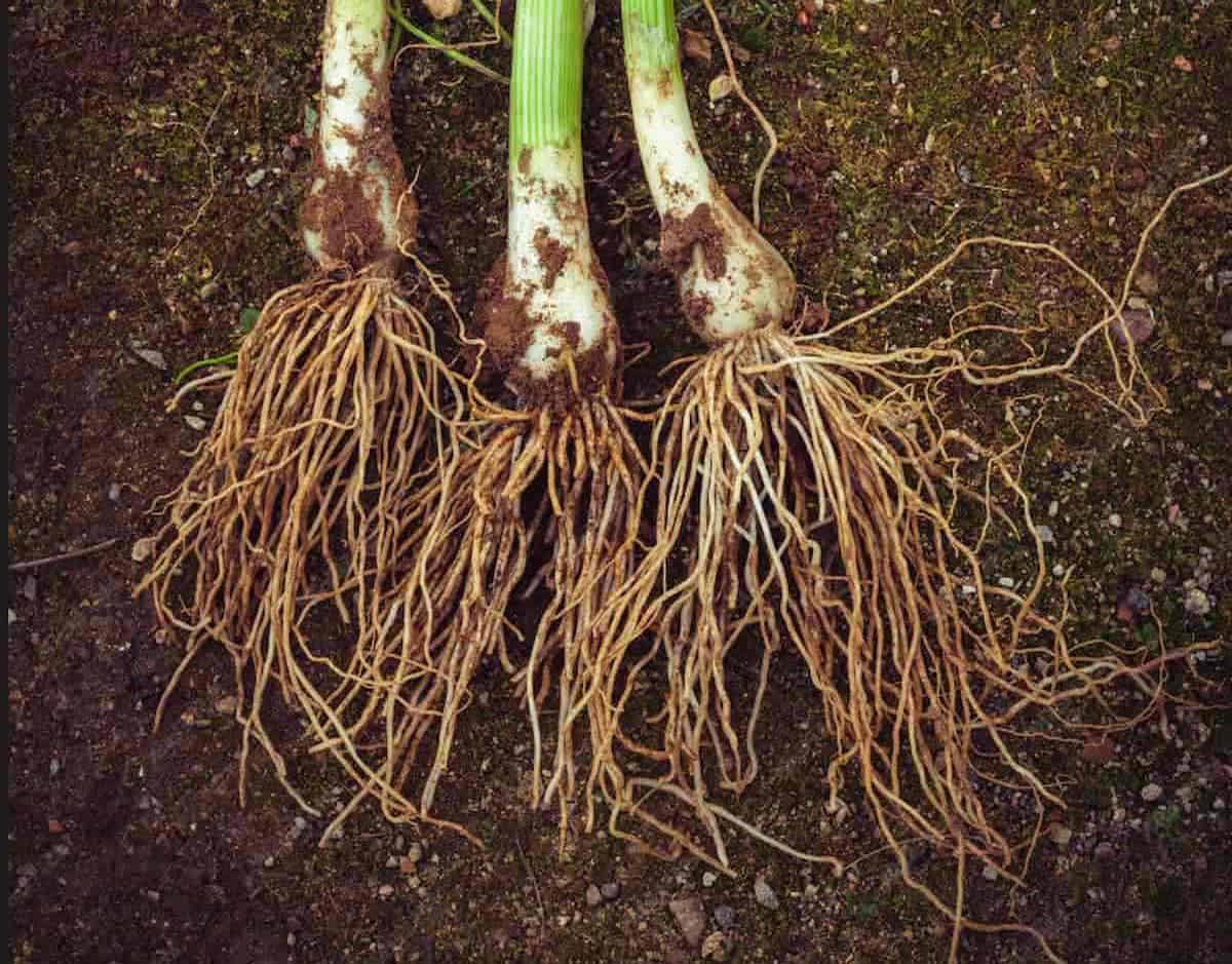 3 onions with roots laying on soil