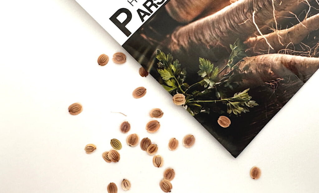 parsnip seeds scattered next to a parsnip seed packet on a white background