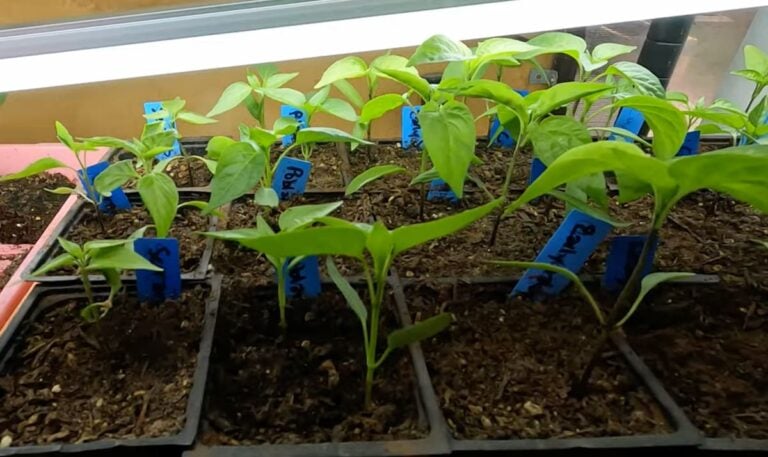 pepper seedlings in black pots ready for transplanting