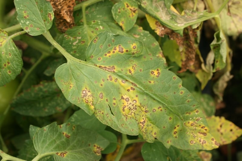 close up of tomato leaves with septoria leaf spot
