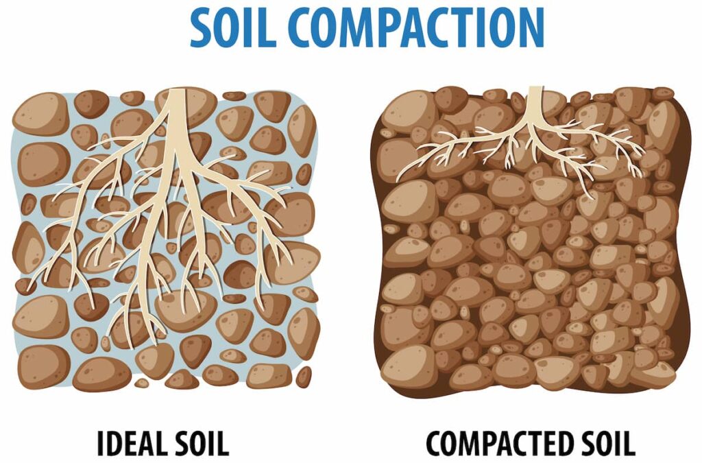 Diagram showing roots in ideal soil conditions on the left and compacted soil on the right.
