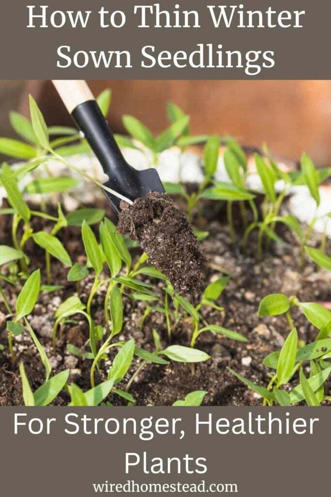 Pinterest Pin: says How to Thin Winter Sown Seedlings For Stronger, Healthier Plants. The picture shows several dozen seedlings sprouting from dirt with a small, thin trowel having dug one of them out.