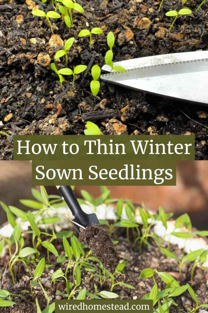 Pinterest Pin: says How to Thin Winter Sown Seedlings. The top picture is celery seedlings sprouting in soil with a pair of scissors clipping one seedling. The bottom picture is several dozen seedlings sprouting from dirt with a small, thin trowel having dug one of them out.