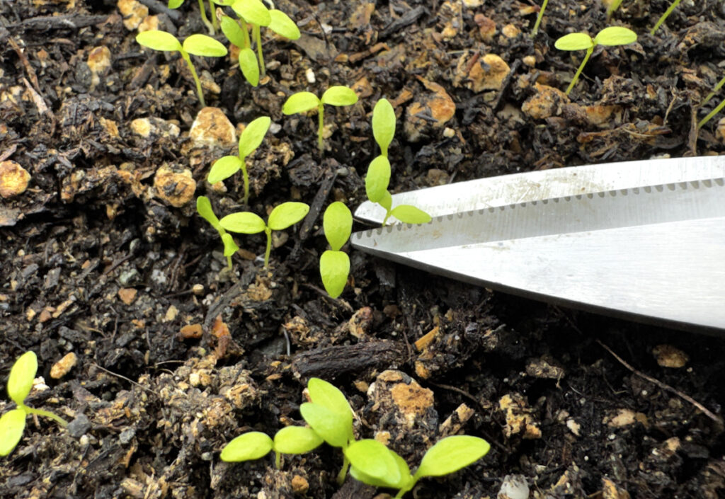 celery seedlings sprouting in soil with a pair of scissors clipping one seedling 