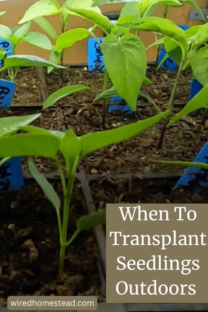 Pinterest Pin: Says When to Transplant Seedlings From Inside To the Garden. Picture is of pepper seedlings in square black pots.