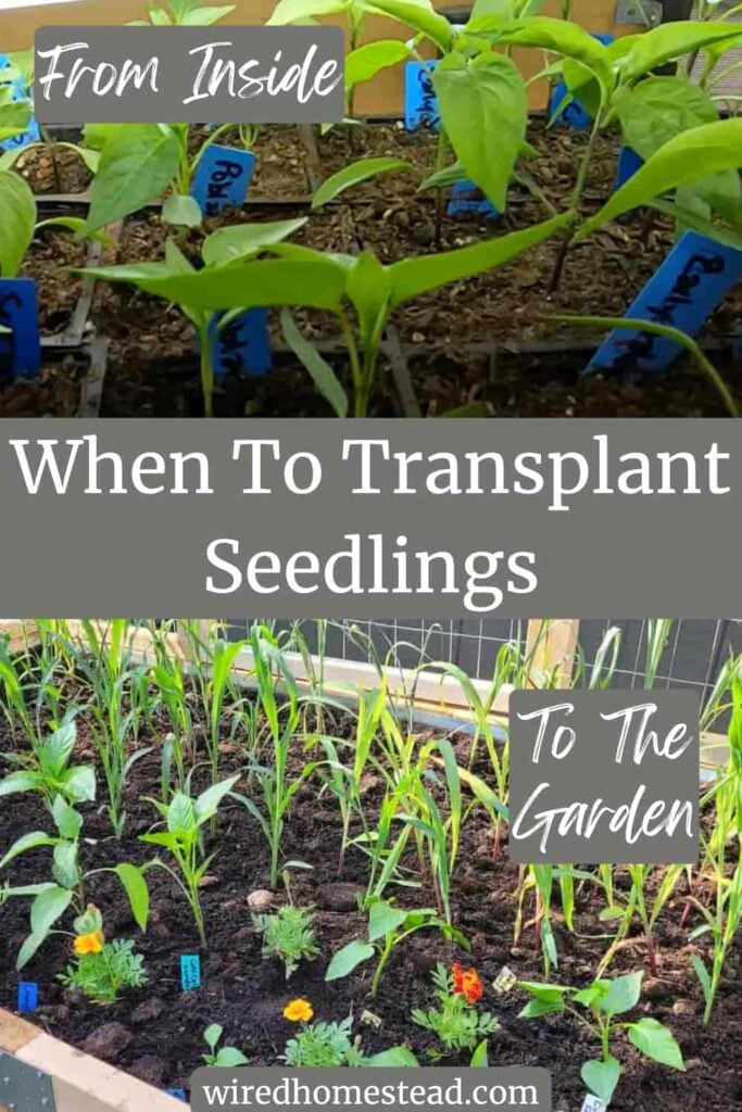 Pinterest Pin: Says When to Transplant Seedlings From Inside To the Garden. Top picture is of pepper seedlings in square black pots. Bottom picture is of pepper, marigold, and carrot plants in a wooden raised bed.